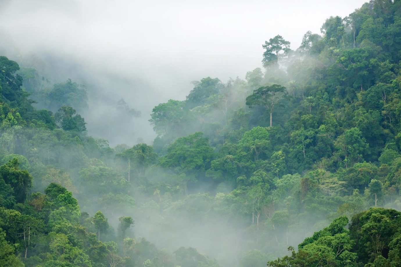 Jungle Mist — ASIBA